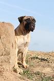 BULLMASTIFF 125